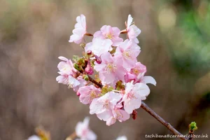 DateTimeOriginal: 2024:02:10 13:45:17 | Model: E-M10MarkIV | LensModel: OLYMPUS M.40-150mm F4.0-5.6 R