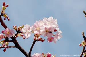 DateTimeOriginal: 2024:02:10 13:46:01 | Model: E-M10MarkIV      | LensModel: OLYMPUS M.40-150mm F4.0-5.6 R  