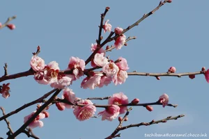 DateTimeOriginal: 2024:02:10 14:40:55 | Model: E-M10MarkIV      | LensModel: OLYMPUS M.40-150mm F4.0-5.6 R  