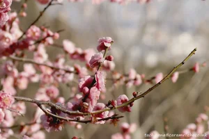 DateTimeOriginal: 2024:02:10 14:41:02 | Model: E-M10MarkIV      | LensModel: OLYMPUS M.40-150mm F4.0-5.6 R  