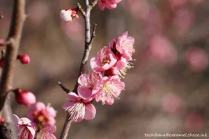 DateTimeOriginal: 2024:02:10 14:48:33 | Model: E-M10MarkIV      | LensModel: OLYMPUS M.40-150mm F4.0-5.6 R  