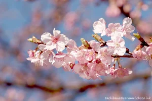 DateTimeOriginal: 2024:02:12 14:22:47 | Model: E-M10MarkIV      | LensModel: smc PENTAX-FA 77mm F1.8 Limited