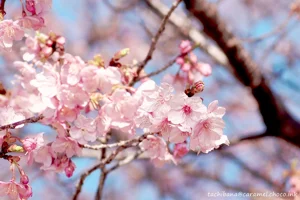 DateTimeOriginal: 2024:02:12 14:23:18 | Model: E-M10MarkIV      | LensModel: smc PENTAX-FA 77mm F1.8 Limited