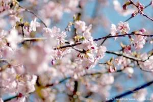 DateTimeOriginal: 2024:02:12 14:24:47 | Model: E-M10MarkIV      | LensModel: smc PENTAX-FA 77mm F1.8 Limited