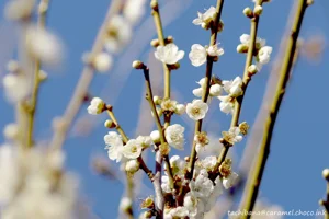 DateTimeOriginal: 2024:02:12 14:29:33 | Model: E-M10MarkIV      | LensModel: smc PENTAX-FA 77mm F1.8 Limited