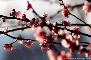 DateTimeOriginal: 2024:02:12 14:30:30 | Model: E-M10MarkIV      | LensModel: smc PENTAX-FA 77mm F1.8 Limited