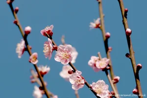 DateTimeOriginal: 2024:02:12 14:30:59 | Model: E-M10MarkIV      | LensModel: smc PENTAX-FA 77mm F1.8 Limited