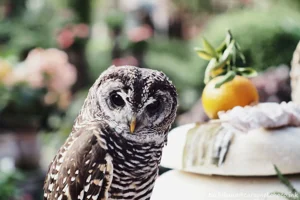 DateTimeOriginal: 2025:01:04 11:51:56 | Model: E-M10MarkIV | LensModel: MC JUPITER-9 85mm F2