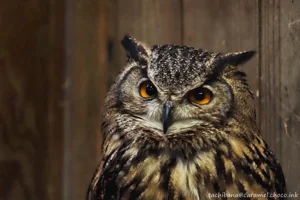 DateTimeOriginal: 2025:01:04 11:58:47 | Model: E-M10MarkIV | LensModel: MC JUPITER-9 85mm F2