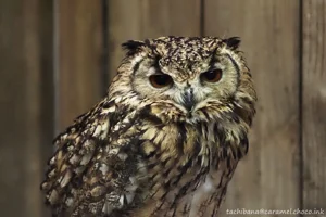 DateTimeOriginal: 2025:01:04 12:01:23 | Model: E-M10MarkIV | LensModel: MC JUPITER-9 85mm F2