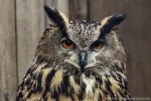 DateTimeOriginal: 2025:01:04 12:01:50 | Model: E-M10MarkIV | LensModel: MC JUPITER-9 85mm F2