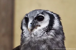 DateTimeOriginal: 2025:01:04 12:08:48 | Model: E-M10MarkIV | LensModel: MC JUPITER-9 85mm F2