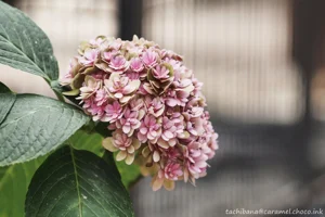 DateTimeOriginal: 2025:01:04 12:21:28 | Model: E-M10MarkIV | LensModel: MC JUPITER-9 85mm F2