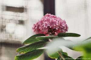 DateTimeOriginal: 2025:01:04 12:21:58 | Model: E-M10MarkIV | LensModel: MC JUPITER-9 85mm F2