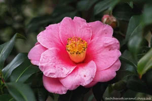 DateTimeOriginal: 2025:01:19 12:55:12 | Model: E-M10MarkIV | LensModel: TAMRON SP AF 90mm F2.8 Di MACRO