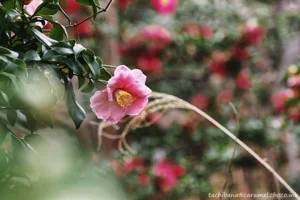 DateTimeOriginal: 2025:01:19 12:55:42 | Model: E-M10MarkIV | LensModel: TAMRON SP AF 90mm F2.8 Di MACRO