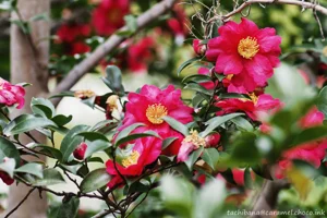 DateTimeOriginal: 2025:01:19 12:56:23 | Model: E-M10MarkIV | LensModel: TAMRON SP AF 90mm F2.8 Di MACRO