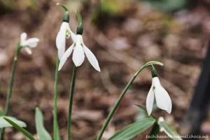 DateTimeOriginal: 2025:01:19 13:00:06 | Model: E-M10MarkIV | LensModel: TAMRON SP AF 90mm F2.8 Di MACRO