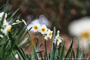 DateTimeOriginal: 2025:01:19 13:00:44 | Model: E-M10MarkIV | LensModel: TAMRON SP AF 90mm F2.8 Di MACRO