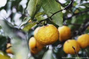 DateTimeOriginal: 2025:01:19 13:05:44 | Model: E-M10MarkIV | LensModel: TAMRON SP AF 90mm F2.8 Di MACRO