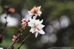 DateTimeOriginal: 2025:01:19 13:08:00 | Model: E-M10MarkIV | LensModel: TAMRON SP AF 90mm F2.8 Di MACRO