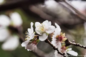 DateTimeOriginal: 2025:01:19 13:08:59 | Model: E-M10MarkIV | LensModel: TAMRON SP AF 90mm F2.8 Di MACRO