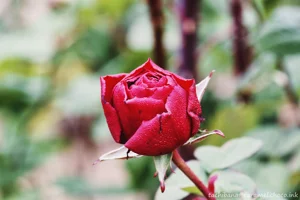 DateTimeOriginal: 2025:01:19 13:13:33 | Model: E-M10MarkIV | LensModel: TAMRON SP AF 90mm F2.8 Di MACRO