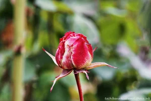 DateTimeOriginal: 2025:01:19 13:15:51 | Model: E-M10MarkIV | LensModel: TAMRON SP AF 90mm F2.8 Di MACRO